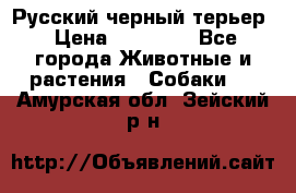 Русский черный терьер › Цена ­ 35 000 - Все города Животные и растения » Собаки   . Амурская обл.,Зейский р-н